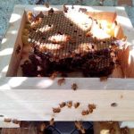 Stup Kotak Sarang Lebah Madu Trigona