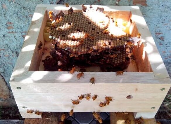 Stup Kotak Sarang Lebah Madu Trigona